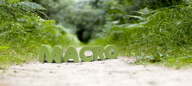 在森林中有聚焦效果的宏字图片下载