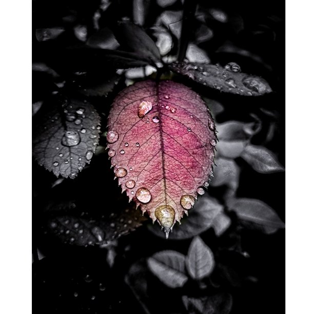 在黑白颜色!图片下载