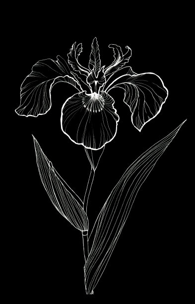 虹膜花粉笔图片下载