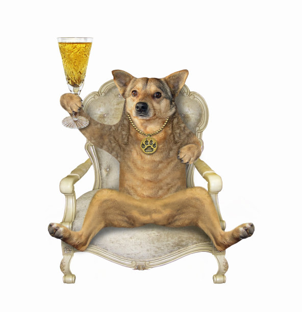 椅子上放着一杯酒的狗图片下载