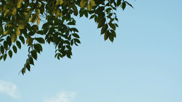 在蓝天背景下的印度尼西亚一棵树的树枝图片下载