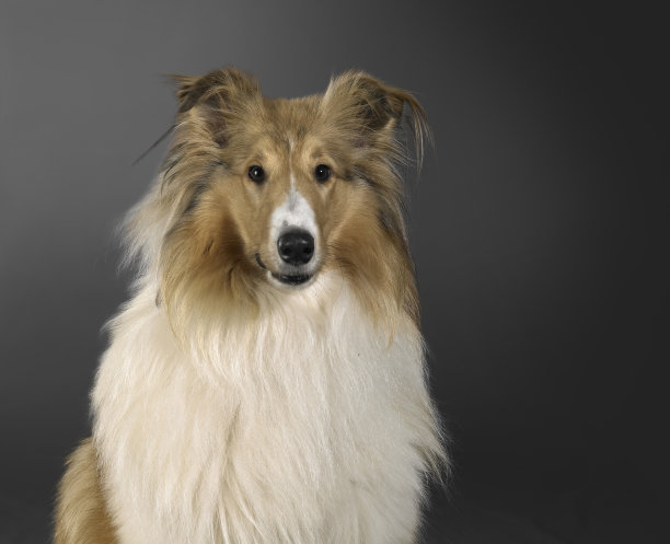 粗糙的柯利犬肖像图片下载