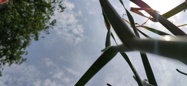 大蒜的另一面图片下载