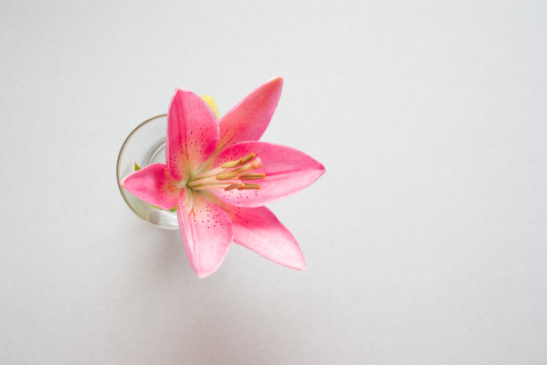 一朵带有水滴的粉色百合花在灰色背景上图片下载