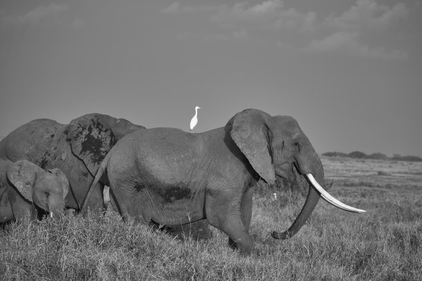 大象群安博塞利和鹭在狩猎图片下载