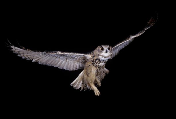 欧洲雕鸮，亚洲鸮，成年飞行图片下载
