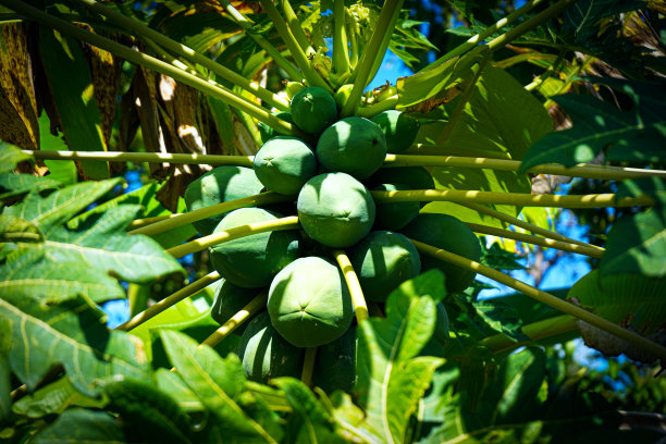 椰子树上的一串绿椰子图片下载