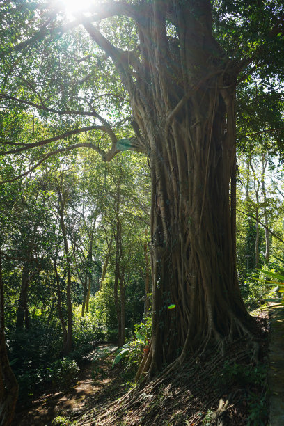 一棵雄伟的热带树，所有的根都交织在一起。图片下载