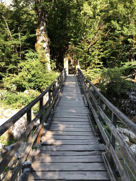 拍摄木桥和林地。图片下载