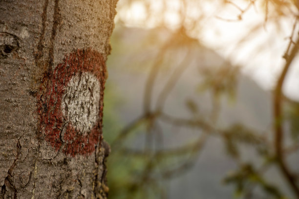 树上红白相间的徒步标记图片下载