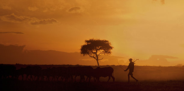 东非肯尼亚，马赛农民和他的牛群图片下载