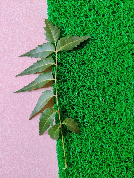 天然印楝叶孤立在粉红色和绿色的背景上。日光。图片下载