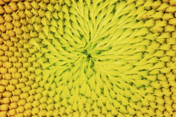 向日葵特写图片下载