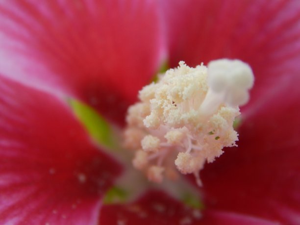 花自然放大图片下载