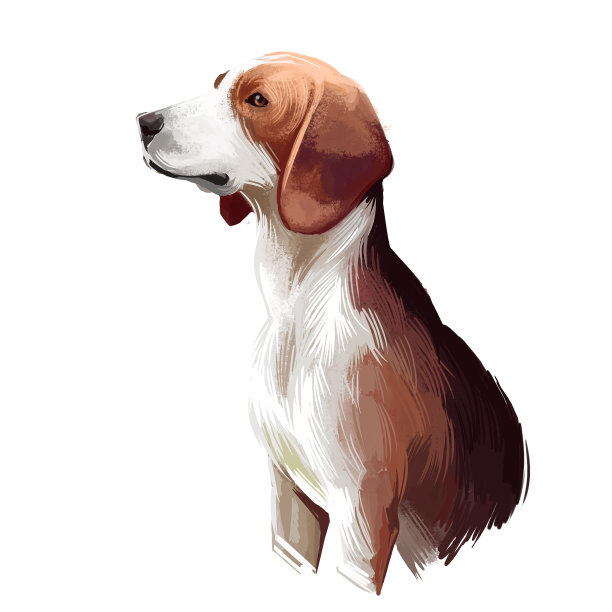 德国布拉克，德国猎犬，德国布拉克，奥尔珀布拉克狗数字艺术插图孤立在白色的背景。德国血统的寻香犬。可爱的宠物手绘肖像。平面剪纸艺术设计图片下载