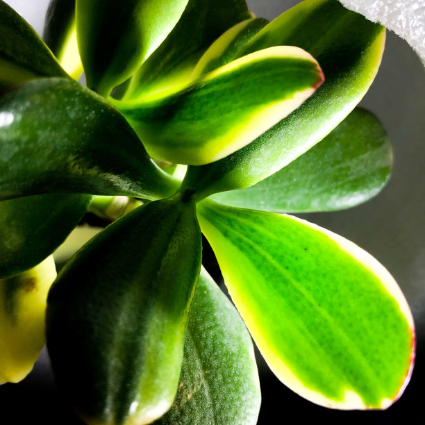 杂色玉植物图片下载