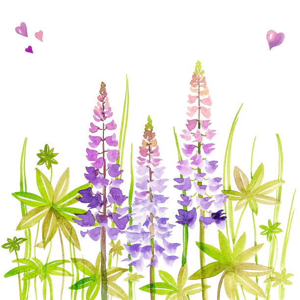 带叶子的淡紫色羽扇豆，白色背景，手工水彩。图片下载
