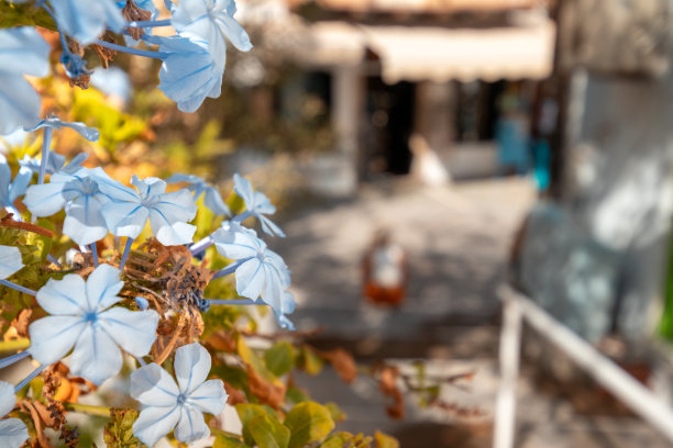 米洛的岛图片下载