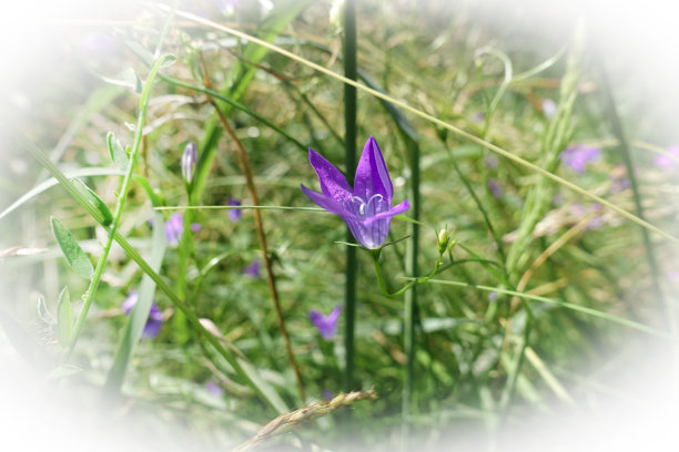 风铃紫美丽的野田花。图片下载