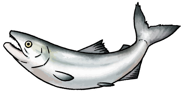 手绘矢量插图的秋天鲑鱼图片下载