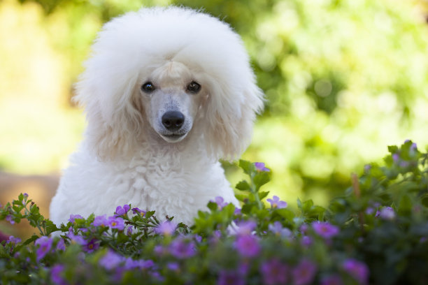 狗花树背景图像图片下载