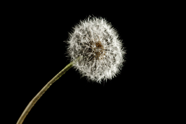 蒲公英微距摄影上的黑色图片下载