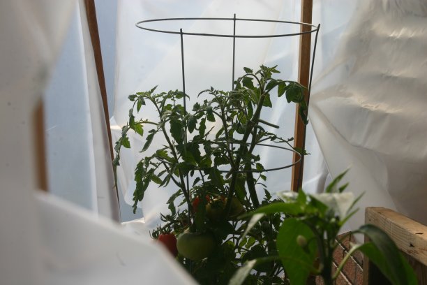 城市花园的蔬菜图片下载