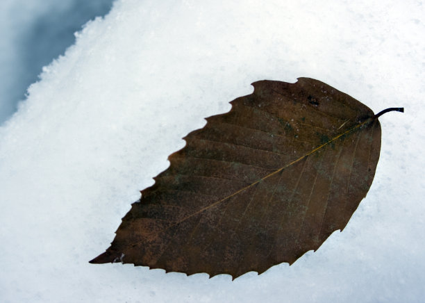雪上孤叶的特写图片下载