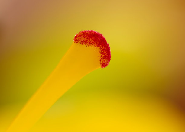 一种黄色亚洲百合花的柱头的特写图片下载