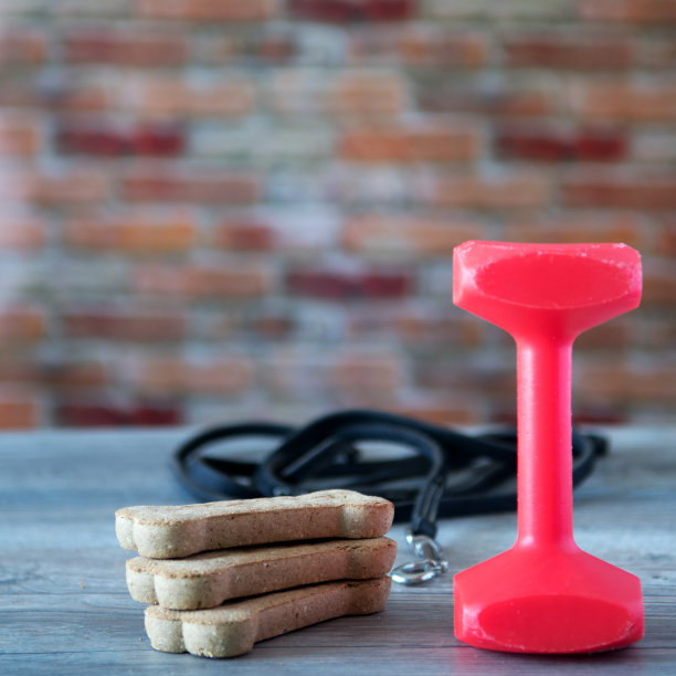 用哑铃、狗粮和皮带训练狗的概念图片下载