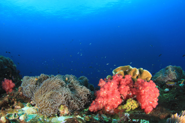 珊瑚礁上的鱼图片下载