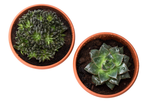 两株多肉植物孤立在白色的背景上，居家养花图片下载