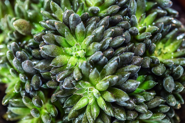 绿色肉质有蓬松的叶子，室内植物特写，绿色芦荟叶子的微距照片图片下载
