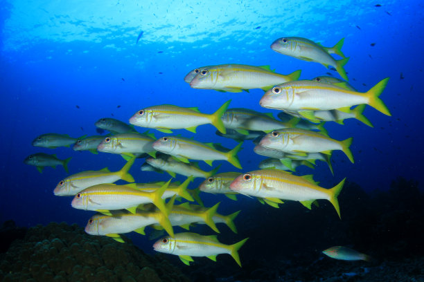 珊瑚礁上的鱼图片下载