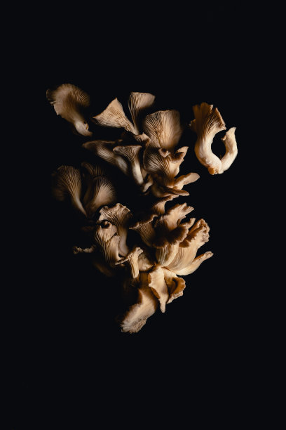 牡蛎蘑菇图片下载