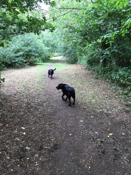 森林的狗走图片下载