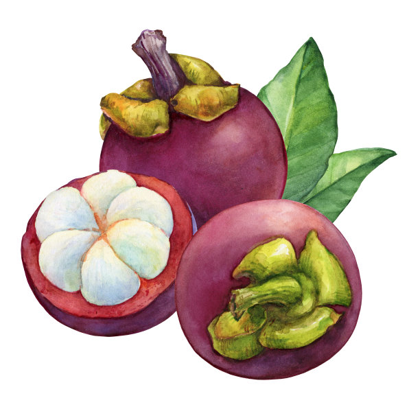 热带水果-新鲜的紫色山竹(山竹，猴果，果后)。全叶或半叶。手绘水彩画插图孤立的白色背景。图片下载