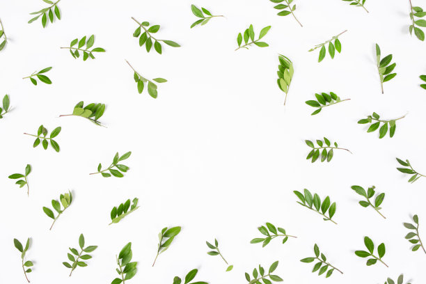 绿叶在白色的背景上。平躺，俯视图图片下载