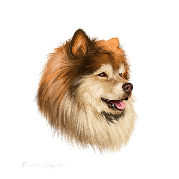 芬兰拉普特，芬兰拉普特尼亚狗，拉普特拉，Suomenlapinkoira狗数字艺术插图孤立在白色的背景。芬兰血统的工作犬。宠物手绘肖像。图形剪贴画。素材图片