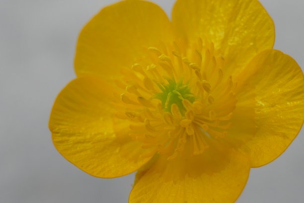 毛茛属植物的图片下载