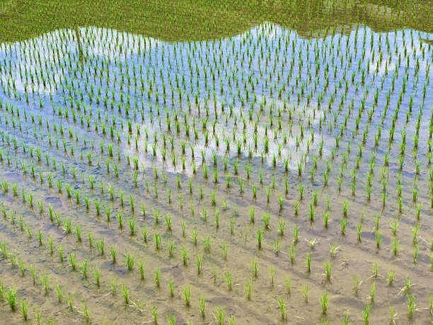 蓝天倒映在稻田里图片下载