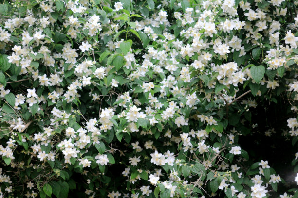 白色的花朵图片下载