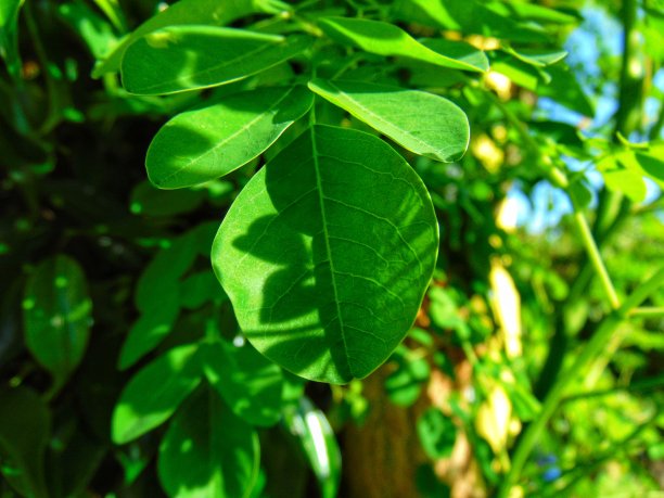 辣木属图片下载