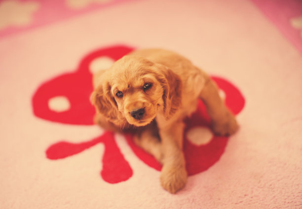 小狗的肖像图片下载