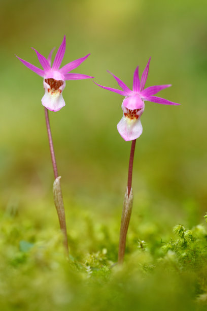 来自芬兰的野生兰花。兰花，美丽的粉红色兰花。开花欧洲陆地野生兰花，自然生境，细部开花，欧洲。两个花朵的特写细节。图片下载