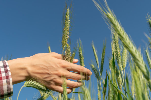 近处，蓝天下，女人的手摸着绿色的黑麦小穗图片下载