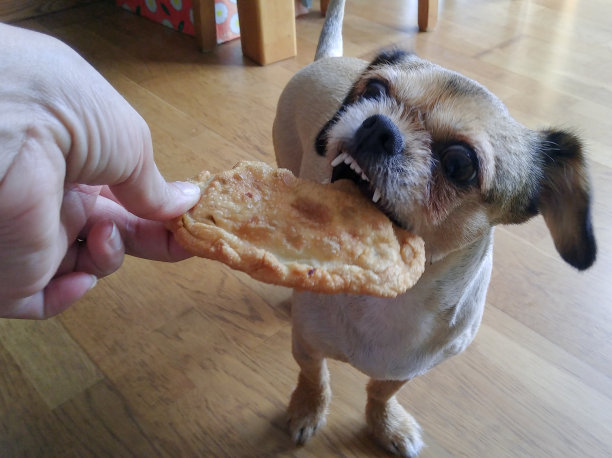 饥饿的小狗图片下载