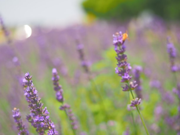 满盛开的薰衣草白天景观图片下载