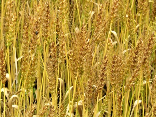 日本。五月阳光下的麦田。图片下载