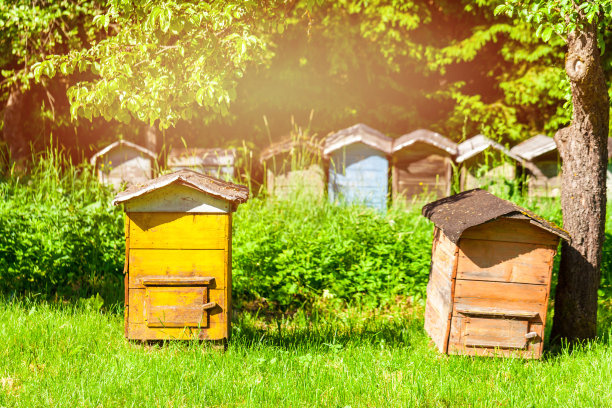 农场花园里的两个老蜂巢图片下载